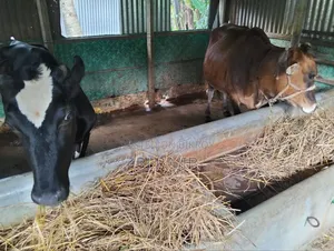 Friesian Heifer