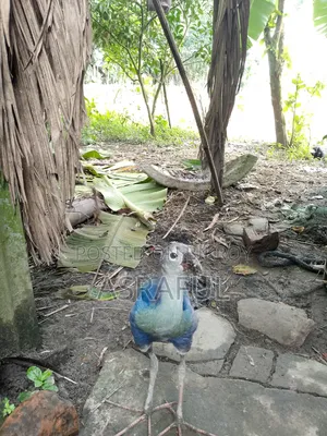 বিক্রি করা হবে ৪ টা