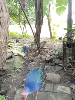 বিক্রি করা হবে ৪ টা
