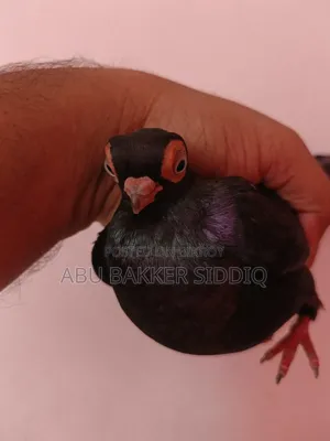 শর্ট ফেস পেয়ার
