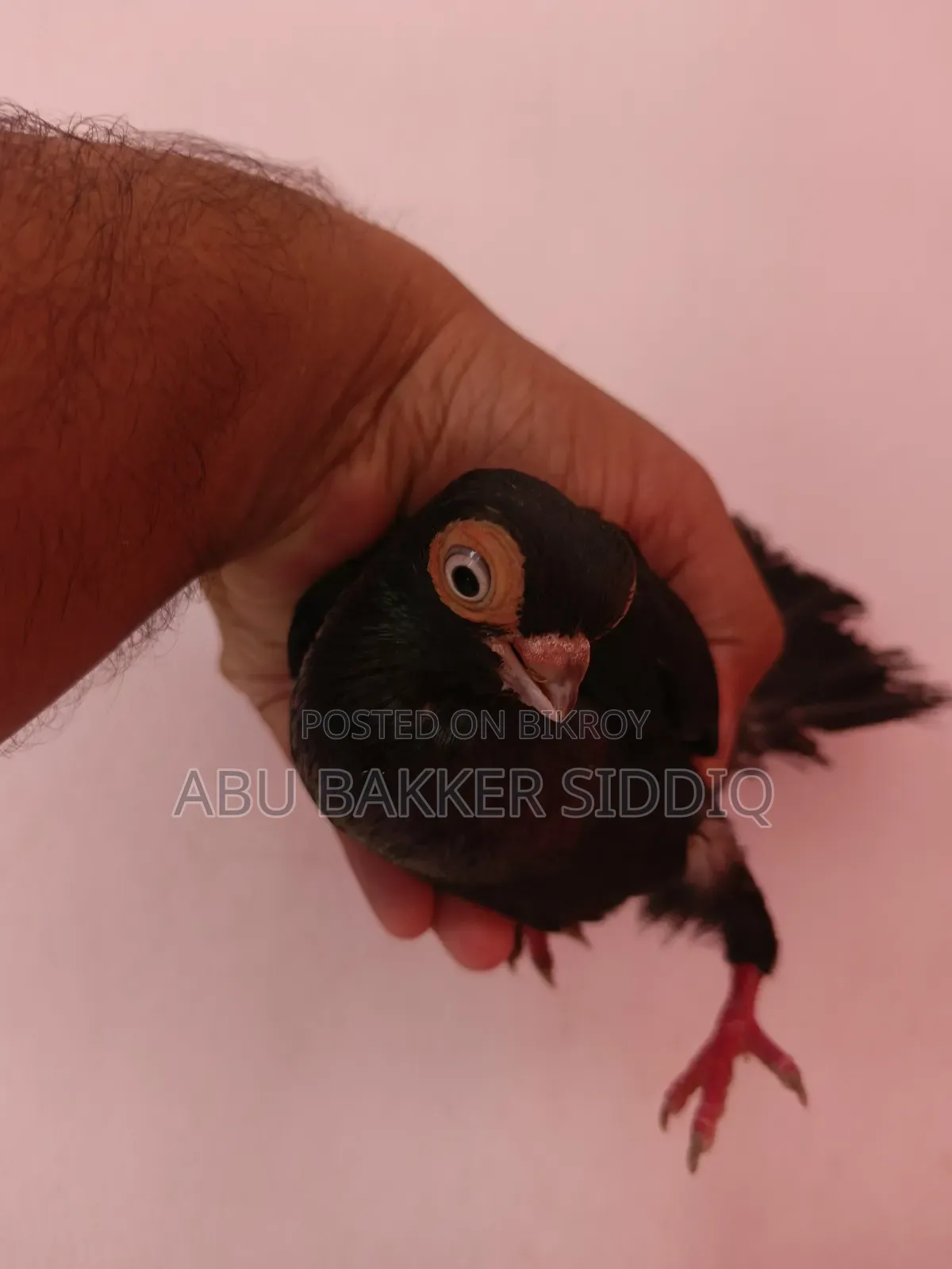 শর্ট ফেস পেয়ার