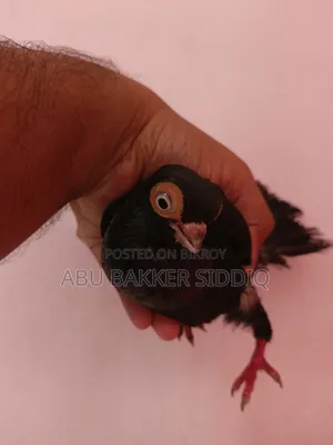 শর্ট ফেস পেয়ার