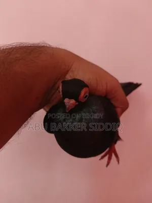 শর্ট ফেস পেয়ার