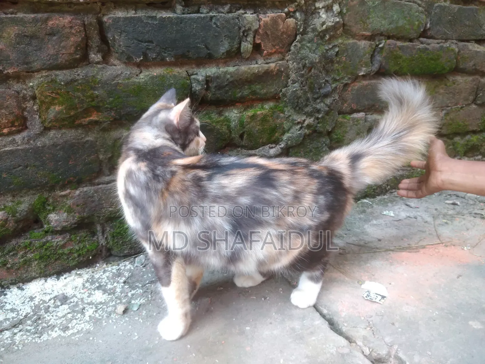 6-12 months Female Purebred Persian