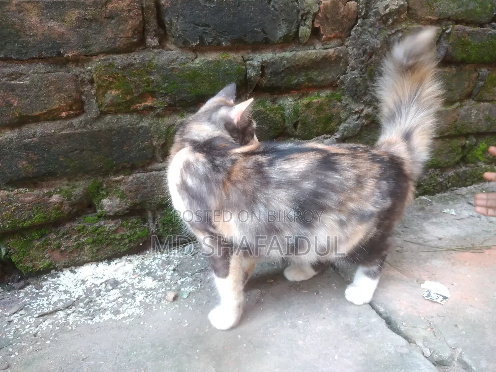 6-12 months Female Purebred Persian