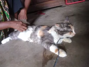 6-12 months Female Purebred Persian