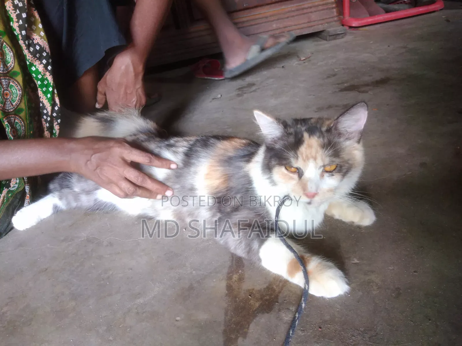 6-12 months Female Purebred Persian