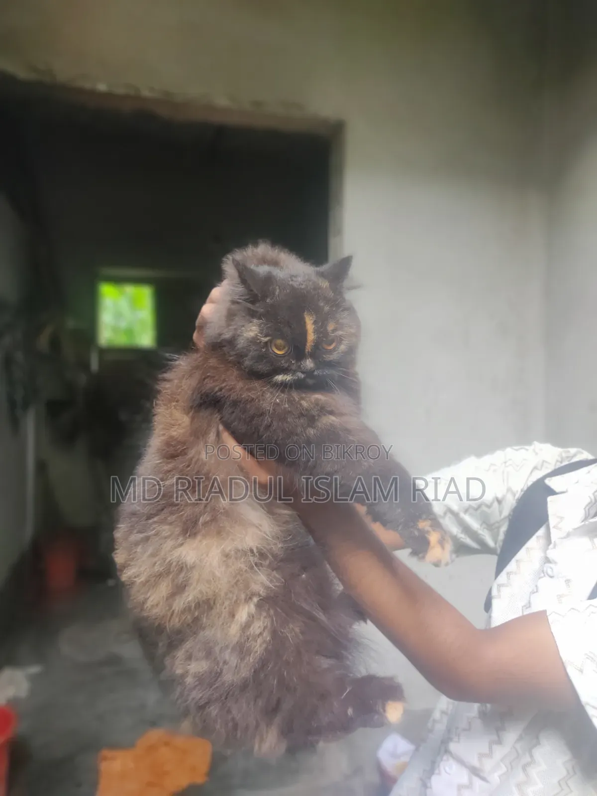 1+ Year Female Purebred Persian