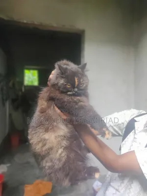 1+ Year Female Purebred Persian