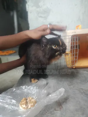 1+ Year Female Purebred Persian