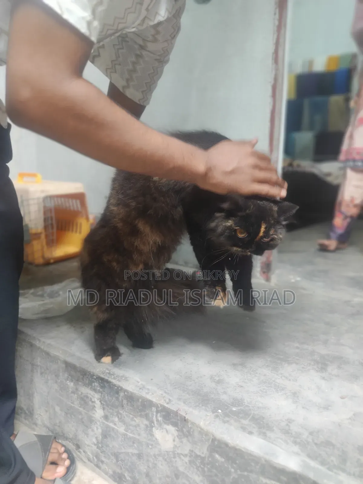 1+ Year Female Purebred Persian