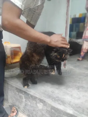 1+ Year Female Purebred Persian