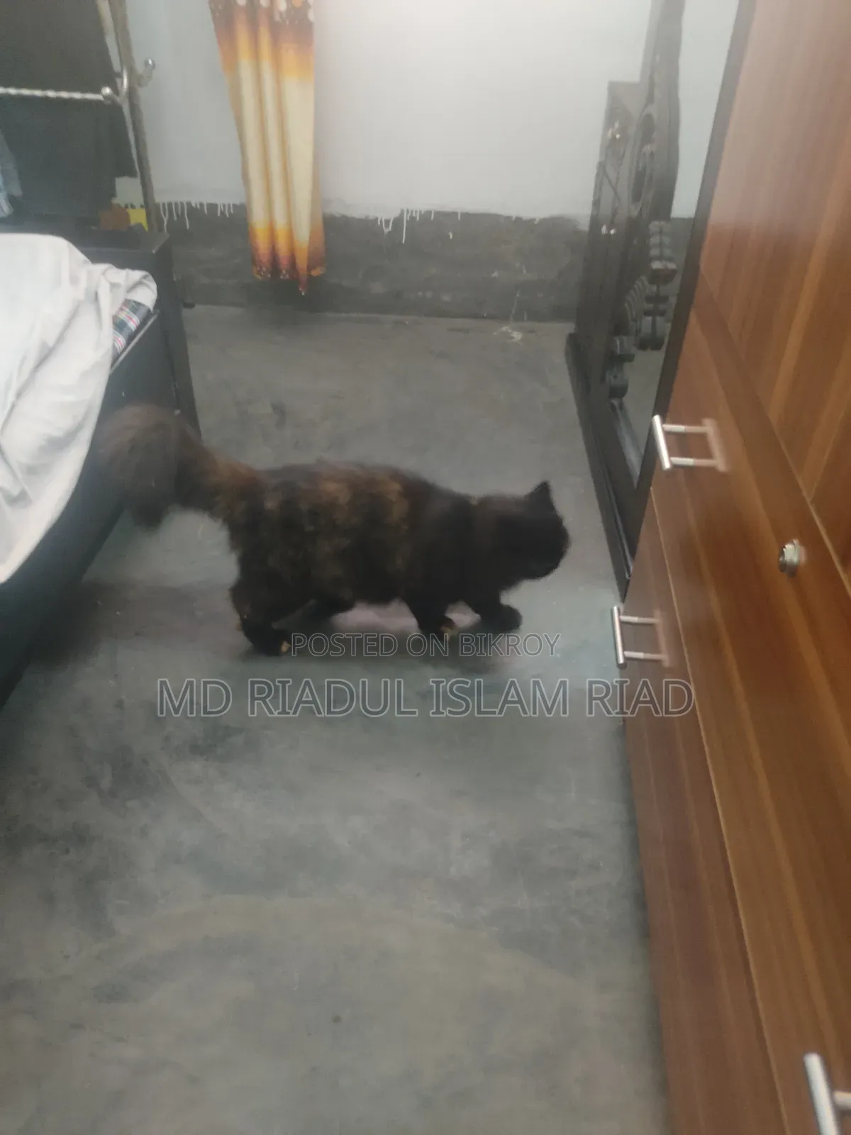 1+ Year Female Purebred Persian