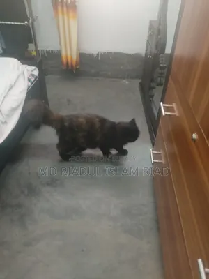 1+ Year Female Purebred Persian