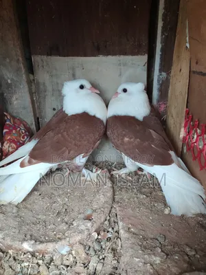 Red Chest White Raj Golla Baby Pigeon for Sale
