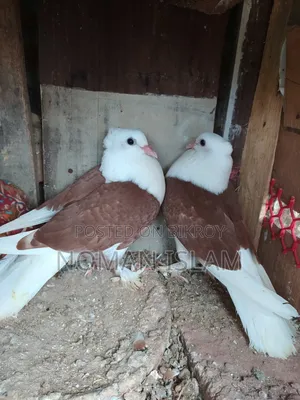Red Chest White Raj Golla Baby Pigeon for Sale