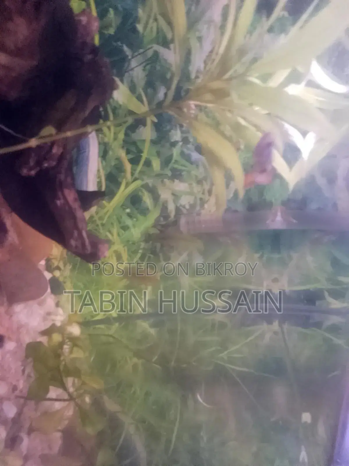 কোবরা এবং ফেন্সি গাপ্পি ২ পিস (মেল)