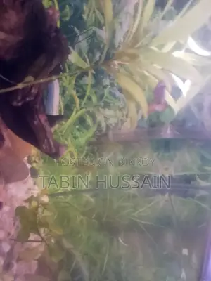 কোবরা এবং ফেন্সি গাপ্পি ২ পিস (মেল)