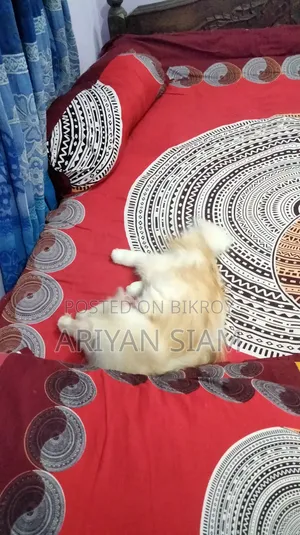 6-12 Months Male Purebred Persian