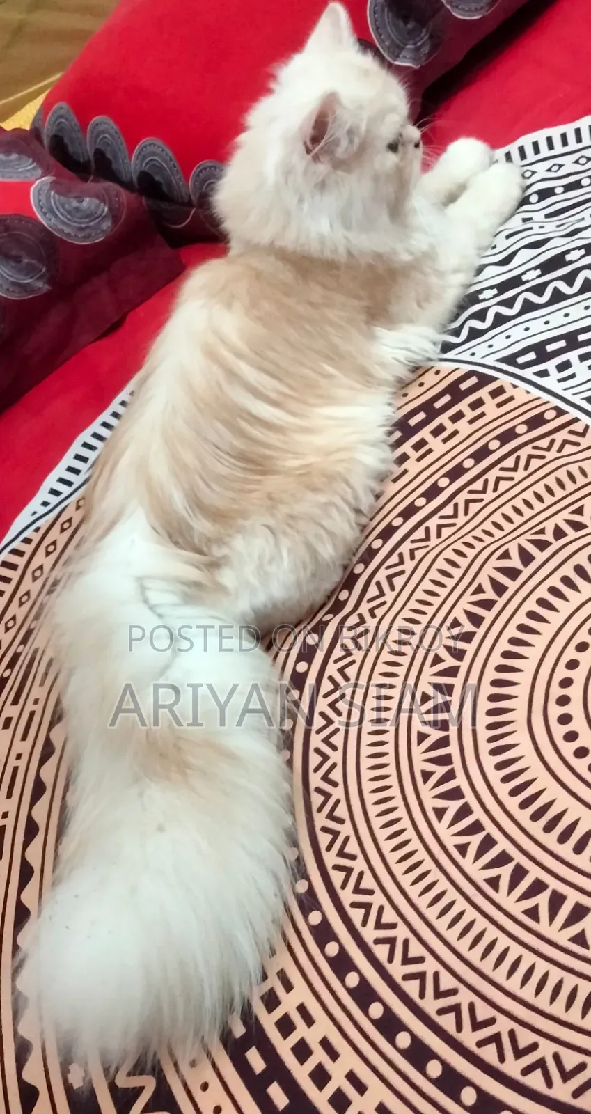 6-12 Months Male Purebred Persian