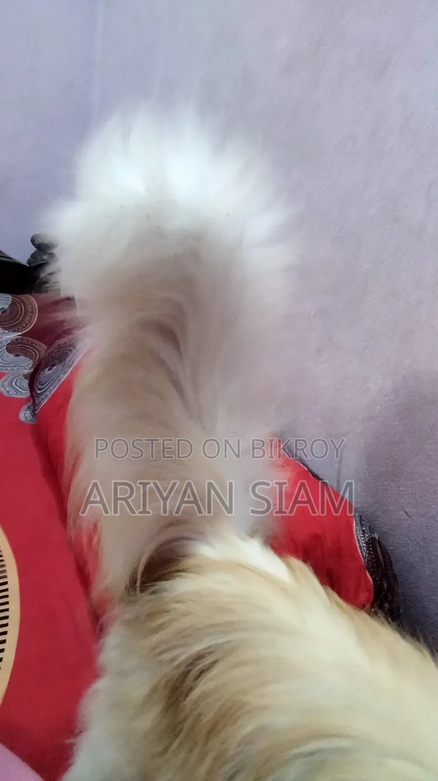 6-12 Months Male Purebred Persian