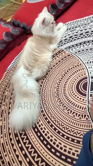 6-12 Months Male Purebred Persian