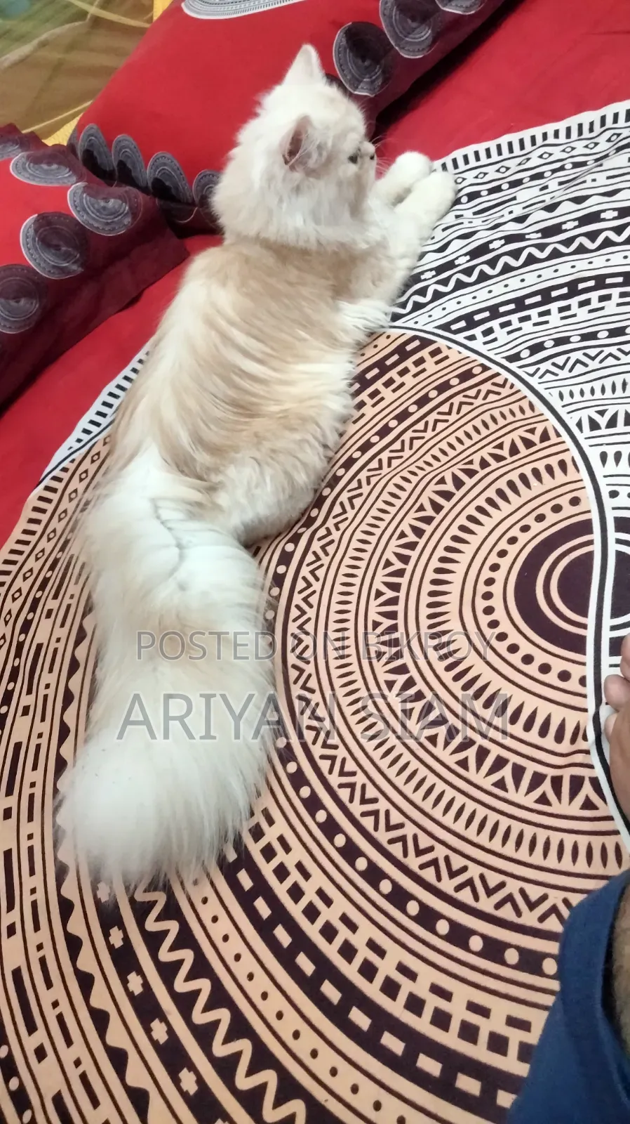 6-12 Months Male Purebred Persian