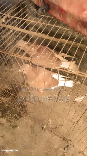 রানিং পায়রা