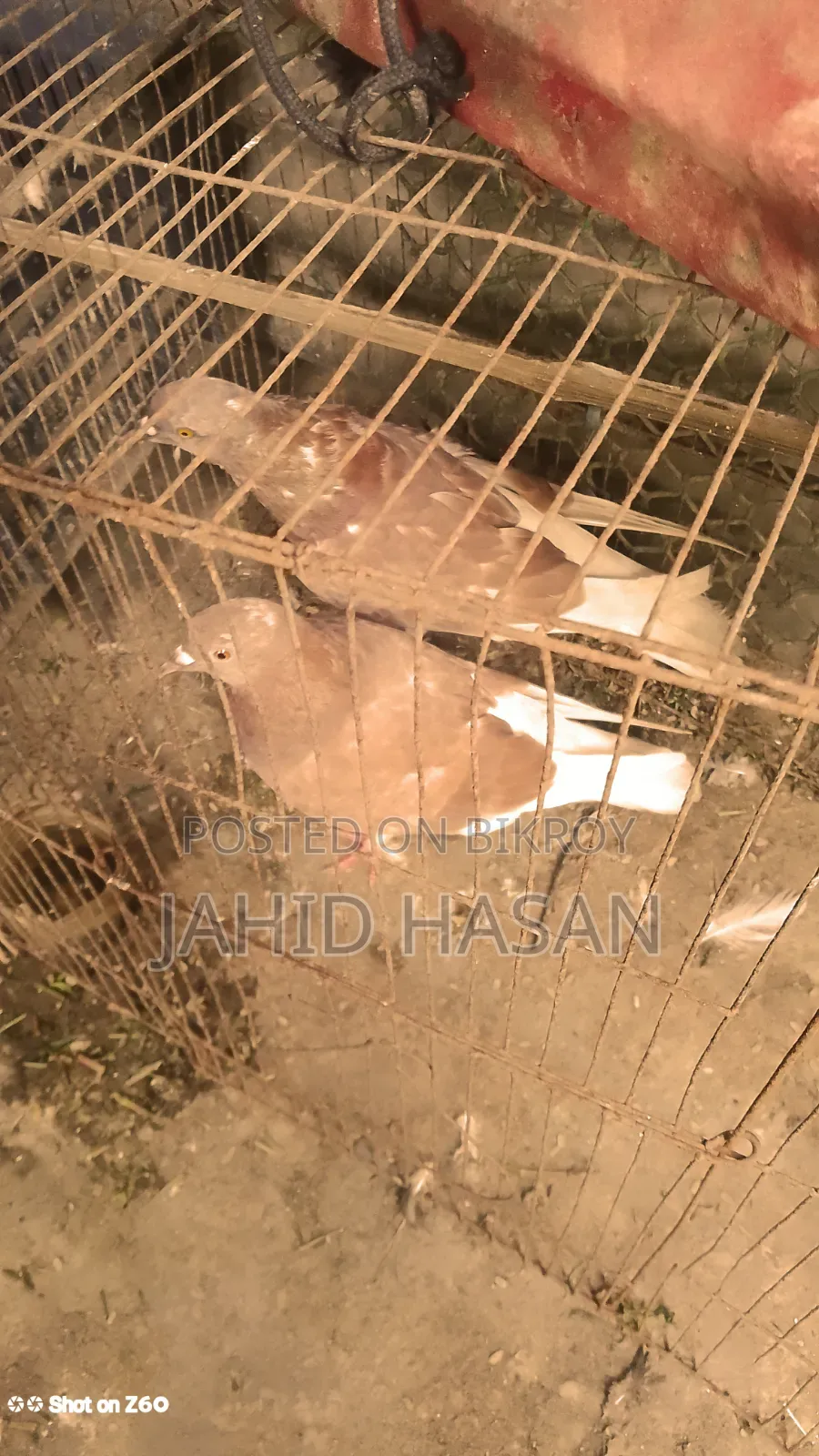 রানিং পায়রা