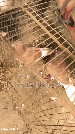 রানিং পায়রা
