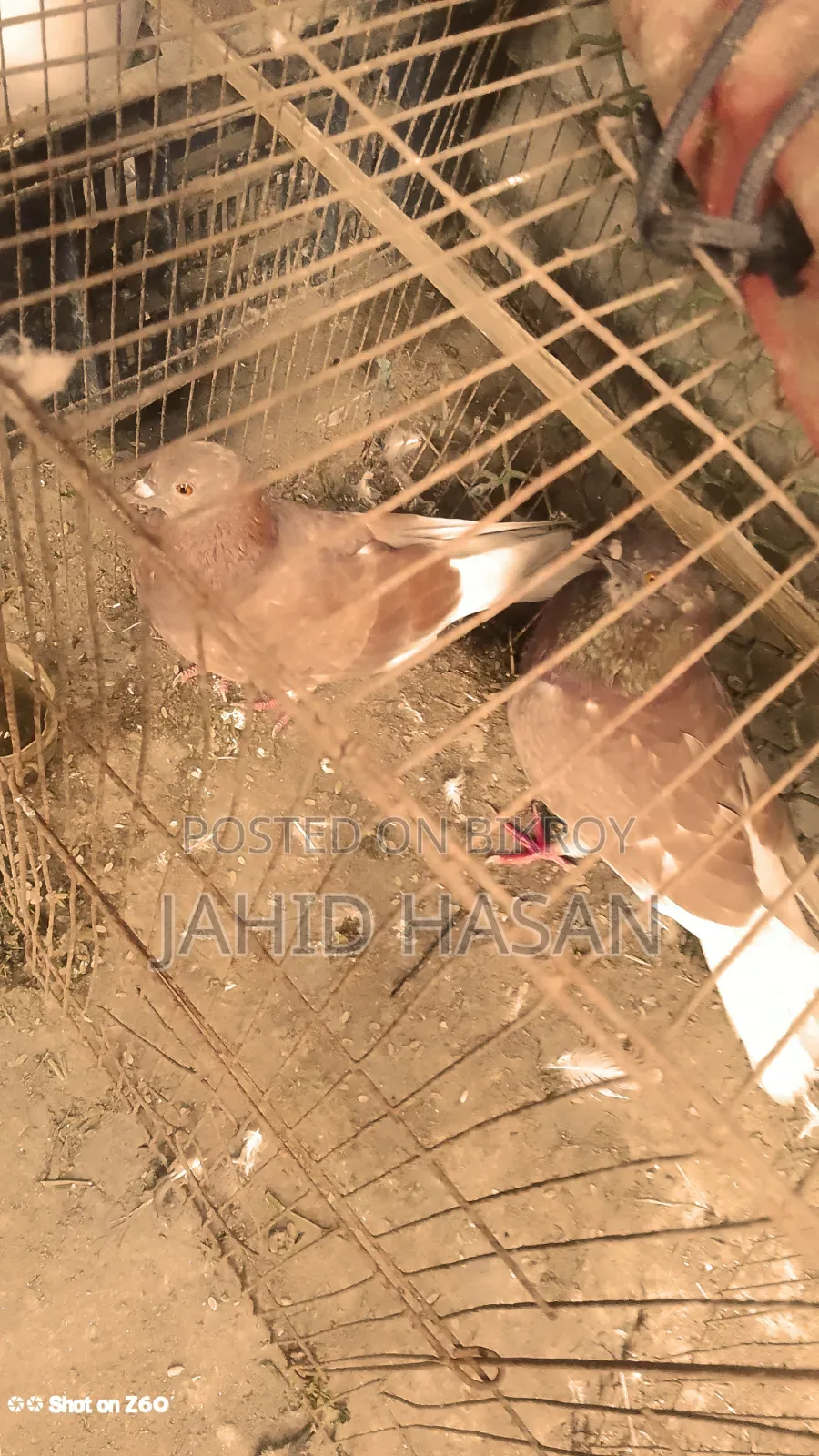 রানিং পায়রা