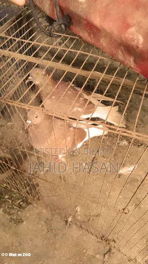 রানিং পায়রা