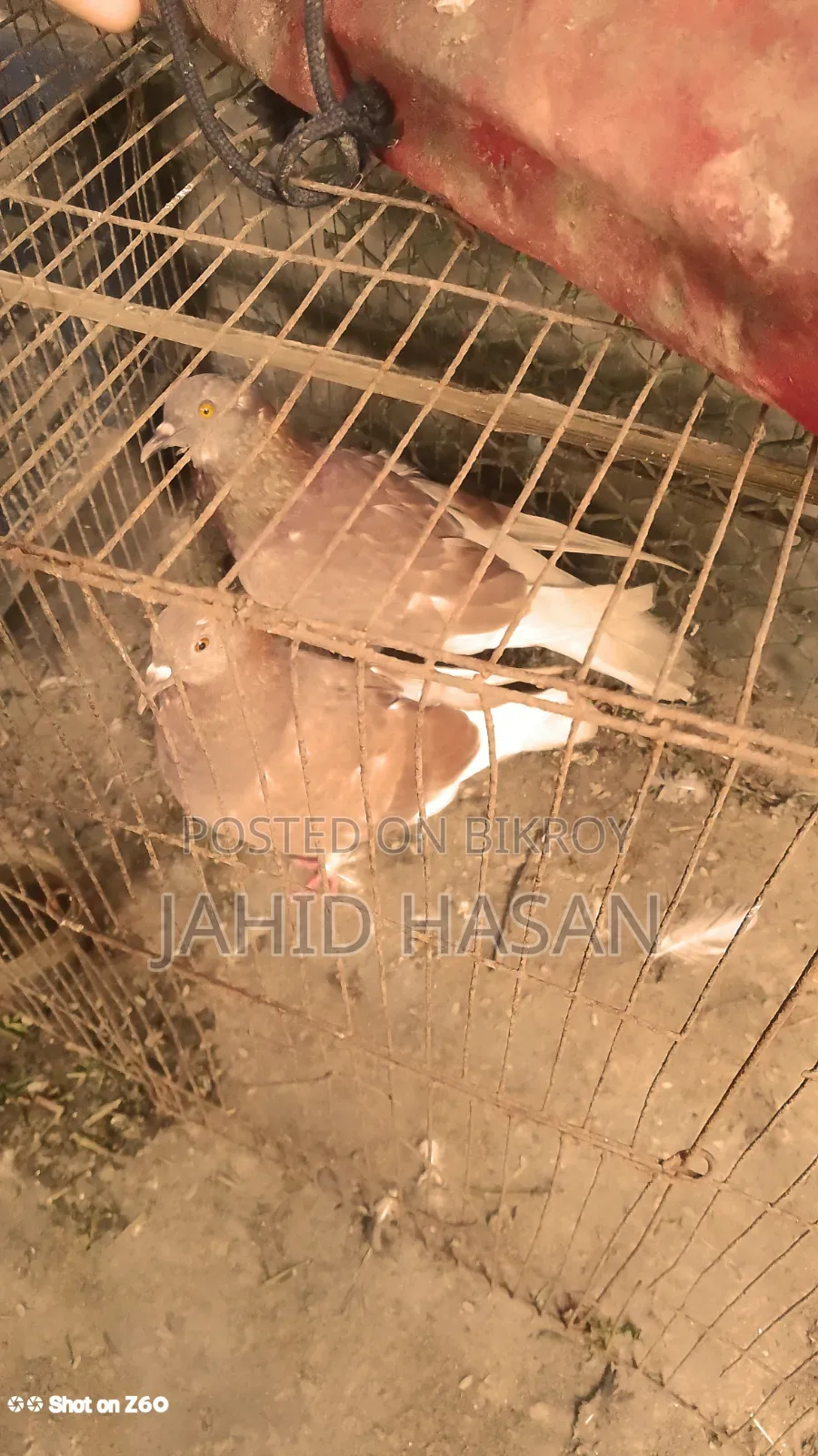 রানিং পায়রা