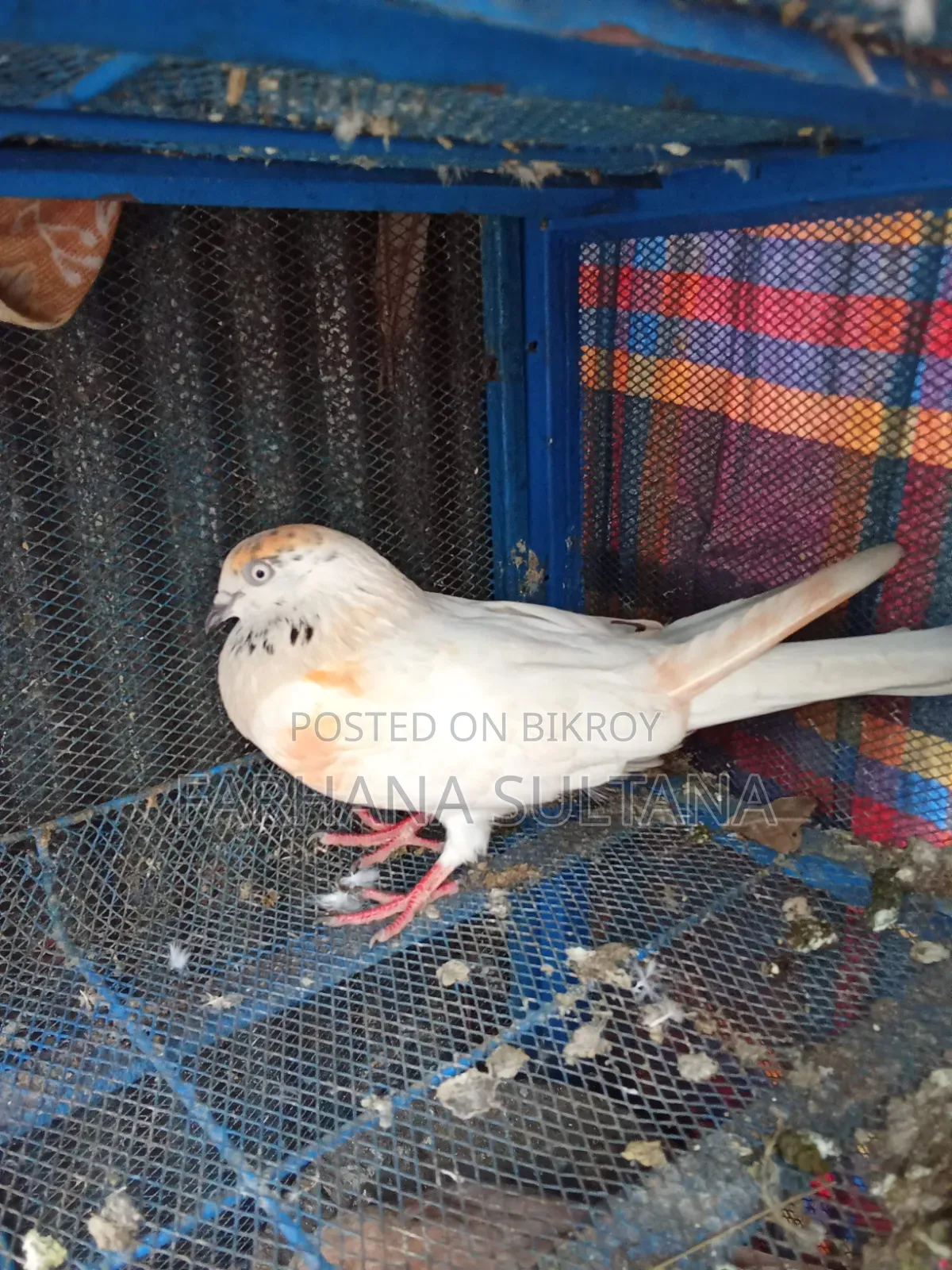সাদা মাদি বিক্রি