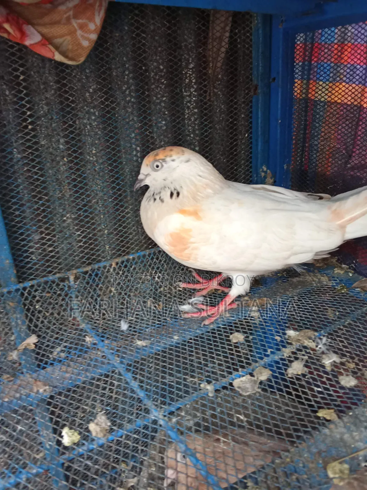 সাদা মাদি বিক্রি