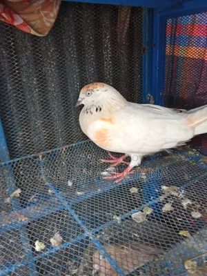 সাদা মাদি বিক্রি