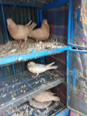 সাদা মাদি বিক্রি