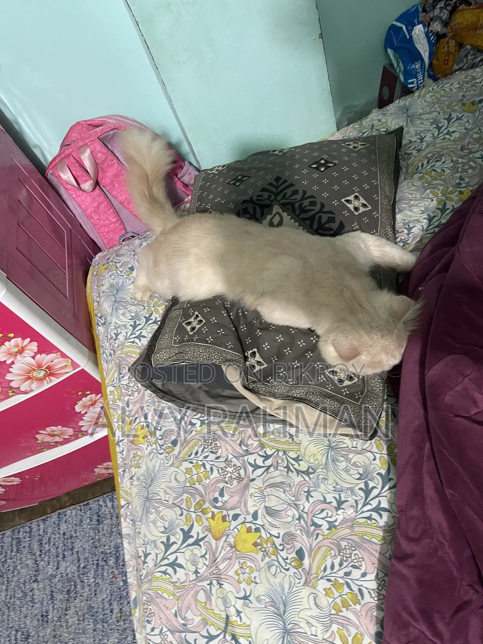 6-12 Months Male Purebred Persian