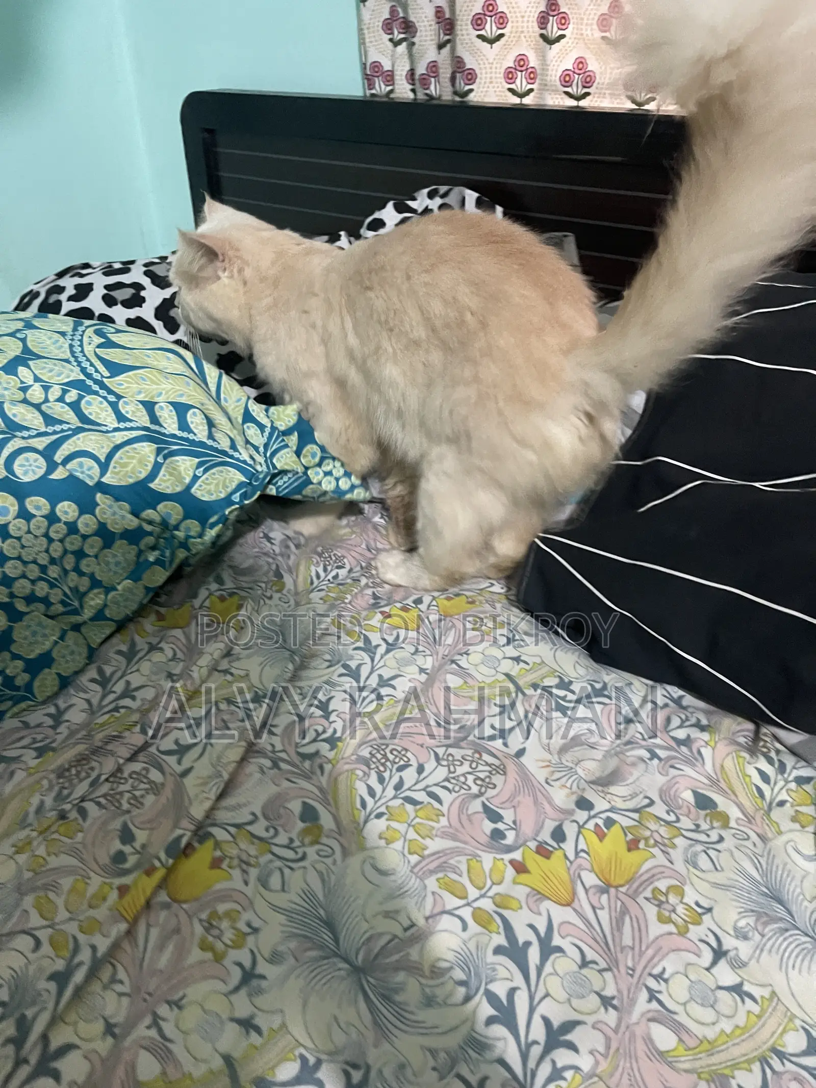 6-12 Months Male Purebred Persian