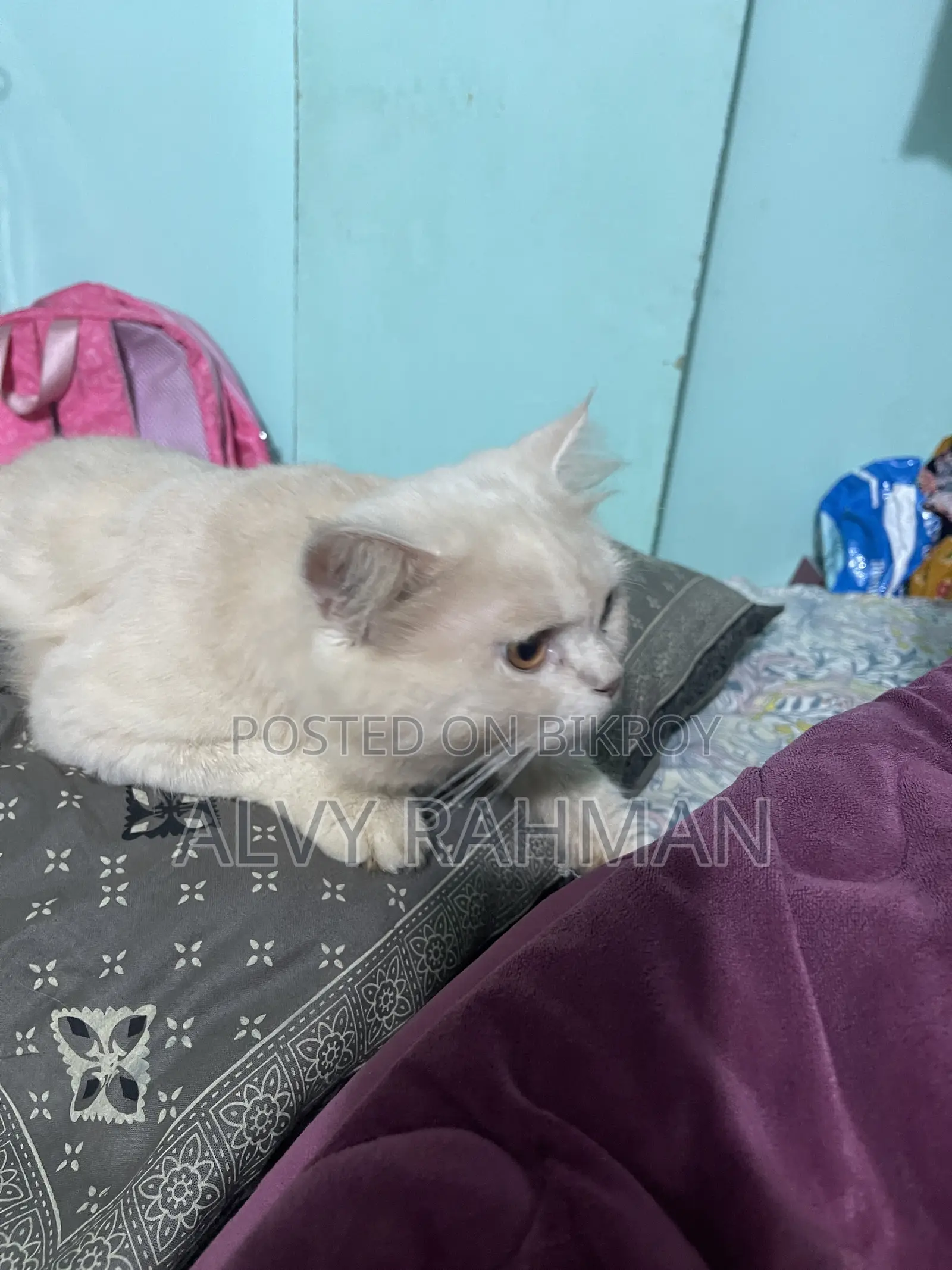 6-12 Months Male Purebred Persian