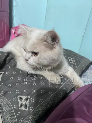 6-12 Months Male Purebred Persian