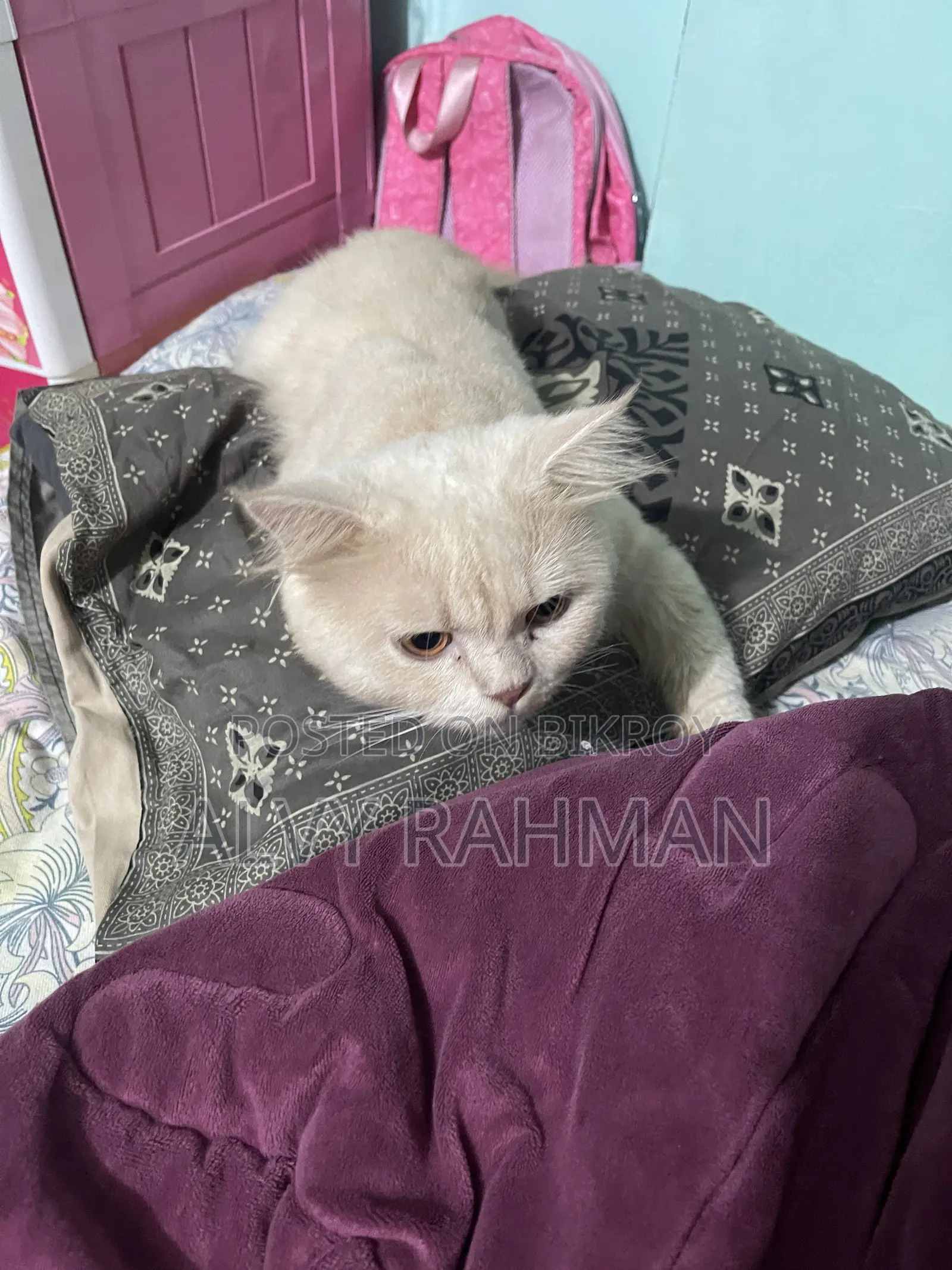 6-12 Months Male Purebred Persian
