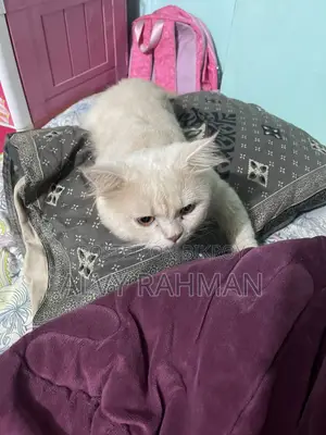 6-12 Months Male Purebred Persian