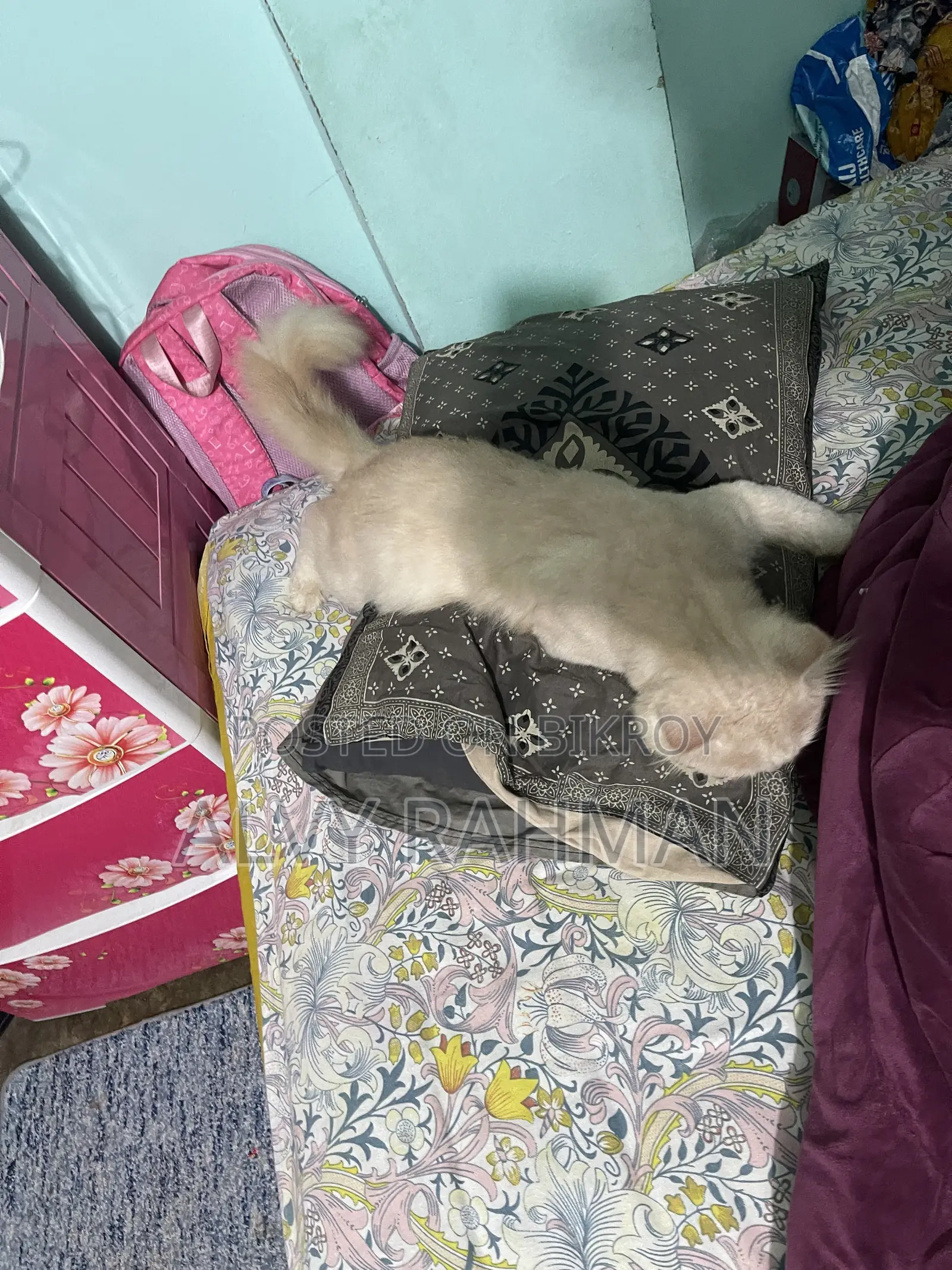 6-12 Months Male Purebred Persian