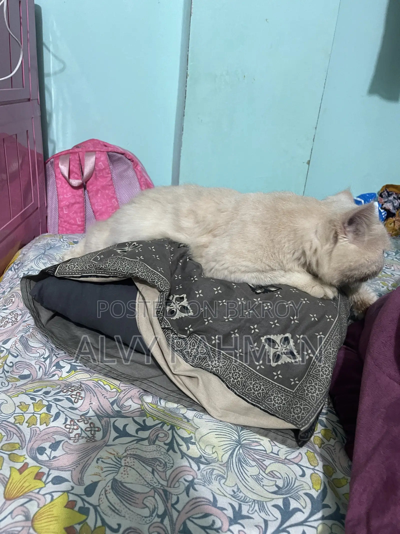 6-12 Months Male Purebred Persian