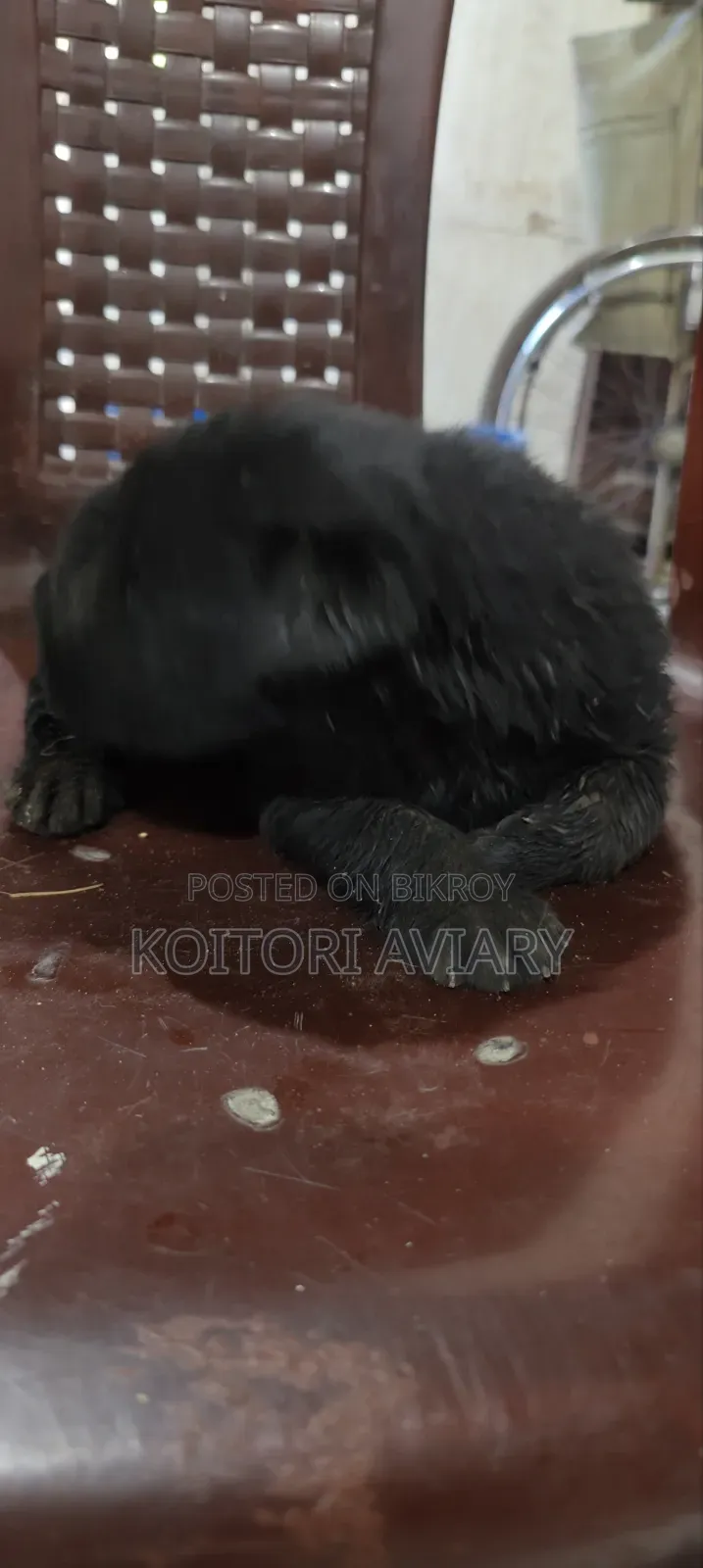 0-1 Month Female Purebred Great Dane