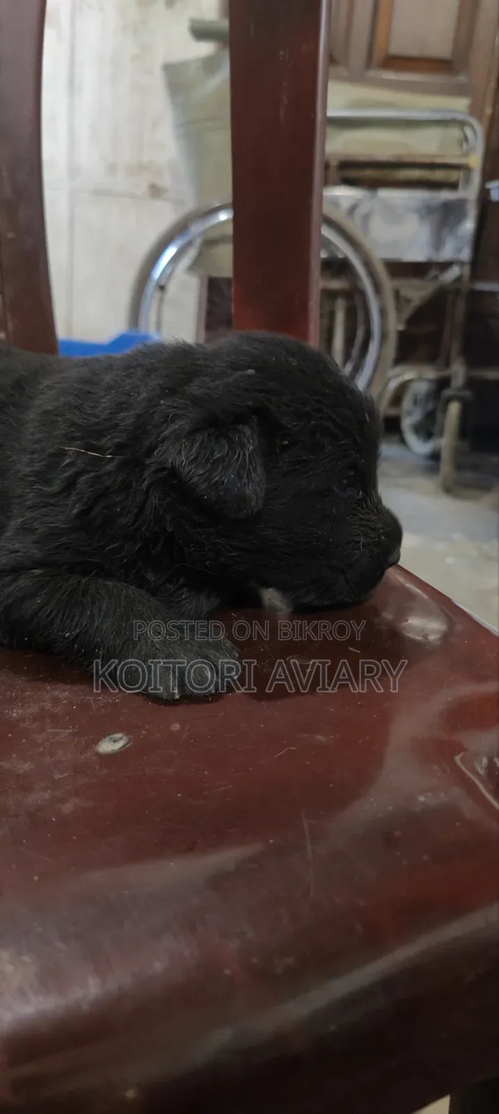 0-1 Month Female Purebred Great Dane