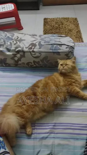 1+ Year Female Purebred Persian Cat