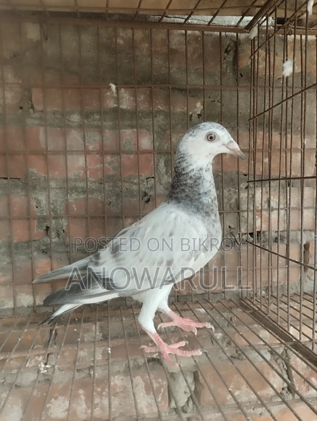 গ্রিজেল বেবি