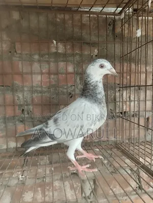 গ্রিজেল বেবি